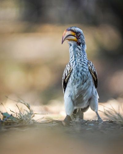 Toktok sur Tom Zwerver