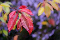 Autumn Heath