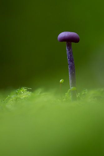 Amathistzwam in het mos