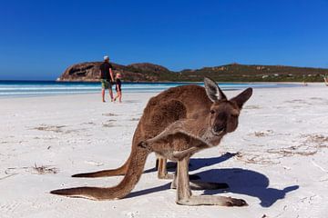 Kangoeroe op een wit strand in West-Australië van Coos Photography
