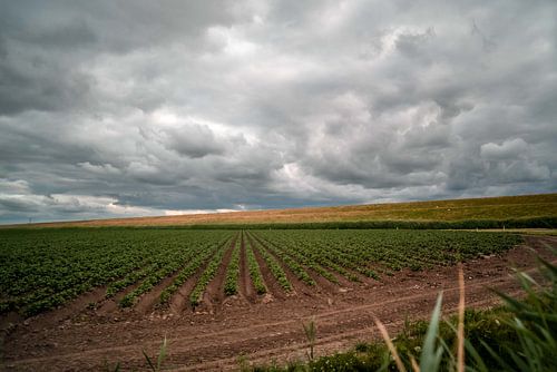 Donkere wolken boven een dijk en weiland in Nederland