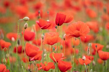 Mohnblumen auf dem Feld