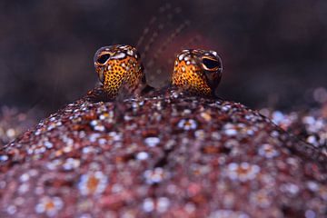 Sole Eyes Above the Sand