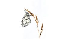 Checkerboard butterfly in high key