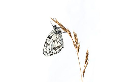Papillon en damier en high key sur Petra van der Zande