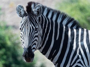 zebra frontal by Marc Van den Broeck