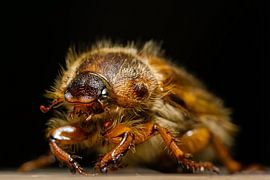 De Meikever van Johan Slagers