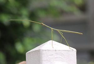 Stabheuschrecke
