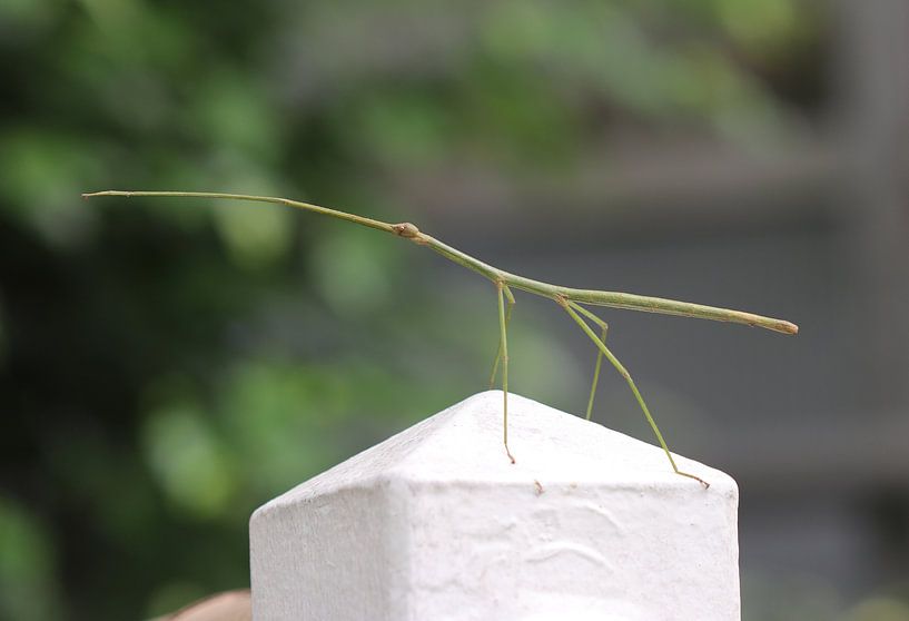 Stick insect by Matthias Brix