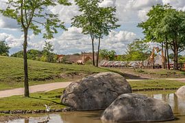 Animal kingdom &quota;Africa&quota; by ina kleiman