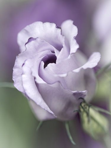 Precious Pink... (bloem)