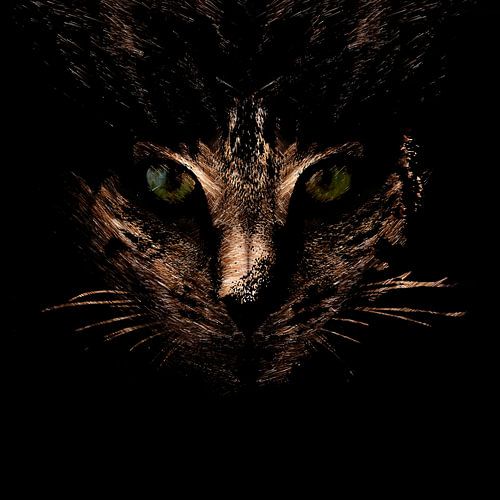 Firework cat by Helga Novelli