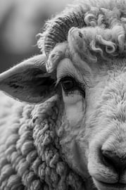Sheep Black and White Modern Wall Art by Albert Klee
