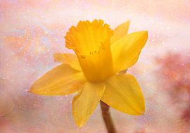 Narzisse mit Ölflecken Relief von natascha verbij