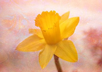 Daffodil with oil stains relief by natascha verbij