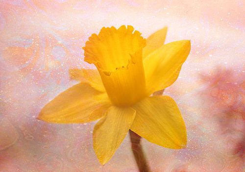 Narcis met olievlekken relief