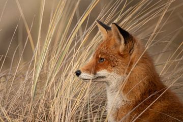 fox sunbathing in the evening sun by Laurens Balvert