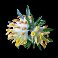 Flowering from nature