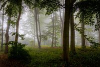 Misty morning in the forest