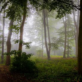 Mistige ochtend in het bos van Marion Wentink