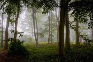 Mistige ochtend in het bos van Marion Wentink