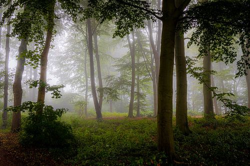 Misty morning in the forest