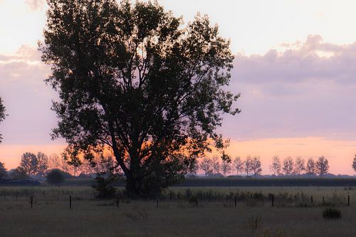 tree at dawn