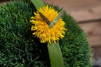 Dandelion bell on green bulb