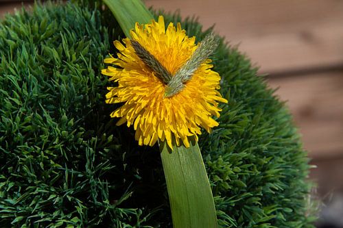Pusteblumen-Uhr auf grüner Zwiebel