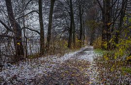 Snowy path through trees alley on a cold dark winter day by Alex Winter