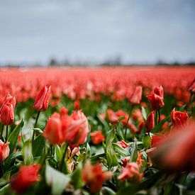 Tulipfield von Bernadette Alkemade