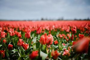 Tulipfield von Bernadette Alkemade