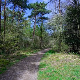 A path through a spring forest by Gerard de Zwaan