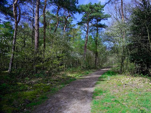 Een pad door een lente bos
