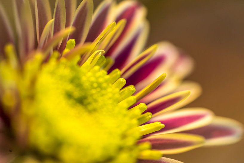 Blume von Paquita Six