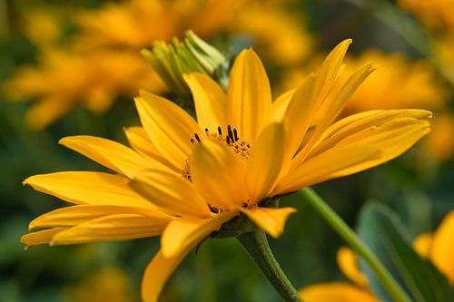 Een bloeiende art deco gele bloem voor op je muur