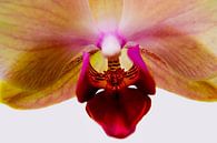 Orchidee van Helga van de Kar thumbnail