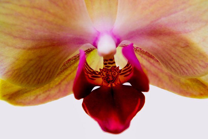 Orchidee par Helga van de Kar