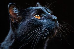 schwarze Katze
