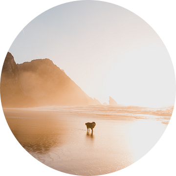 Husky op het strand tijdens de zonsondergang van Dayenne van Peperstraten