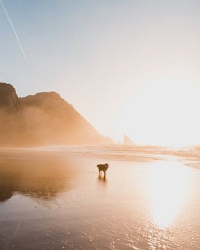 Husky on the beach during the sunset by Dayenne van Peperstraten