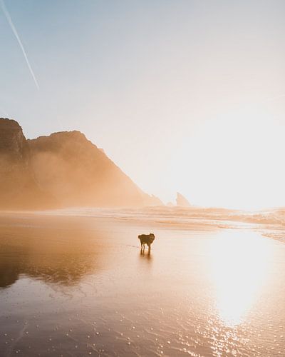 Husky op het strand tijdens de zonsondergang
