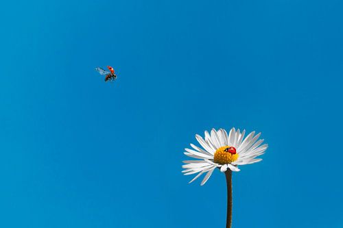 Zomerse Foto van Madeliefje met Lieveheersbeestjes tegen Helderblauwe Lucht