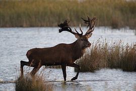 Deer at the rut in the National Park Vorpommersche Boddenlandschaft by Frank Fichtmüller