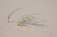 Texels strand gras van Guido Akster thumbnail