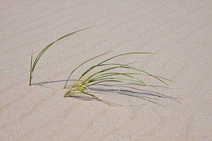 Texels strand gras