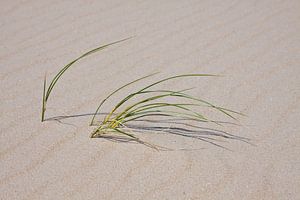 Texels strand gras sur Guido Akster