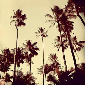 Palmbäume oldskool II