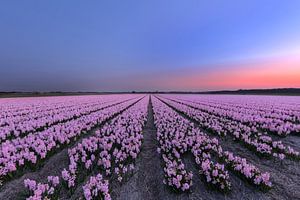 Between the beautiful Hyacinth flowers von Costas Ganasos