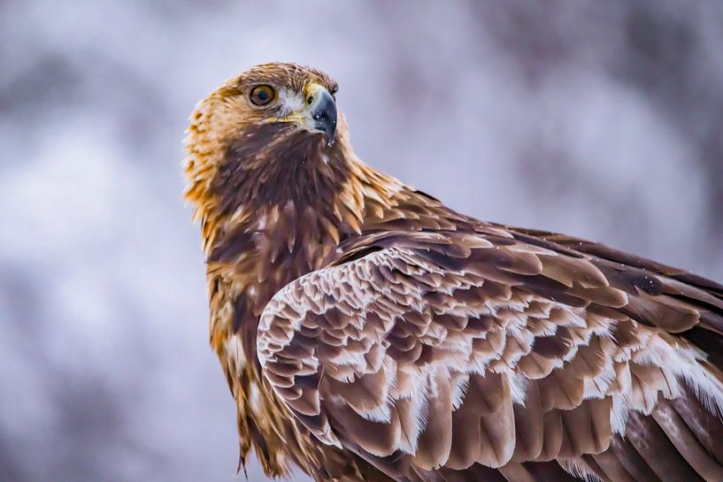 The Golden eagle (Aquila chrysaetos) by Gert Hilbink